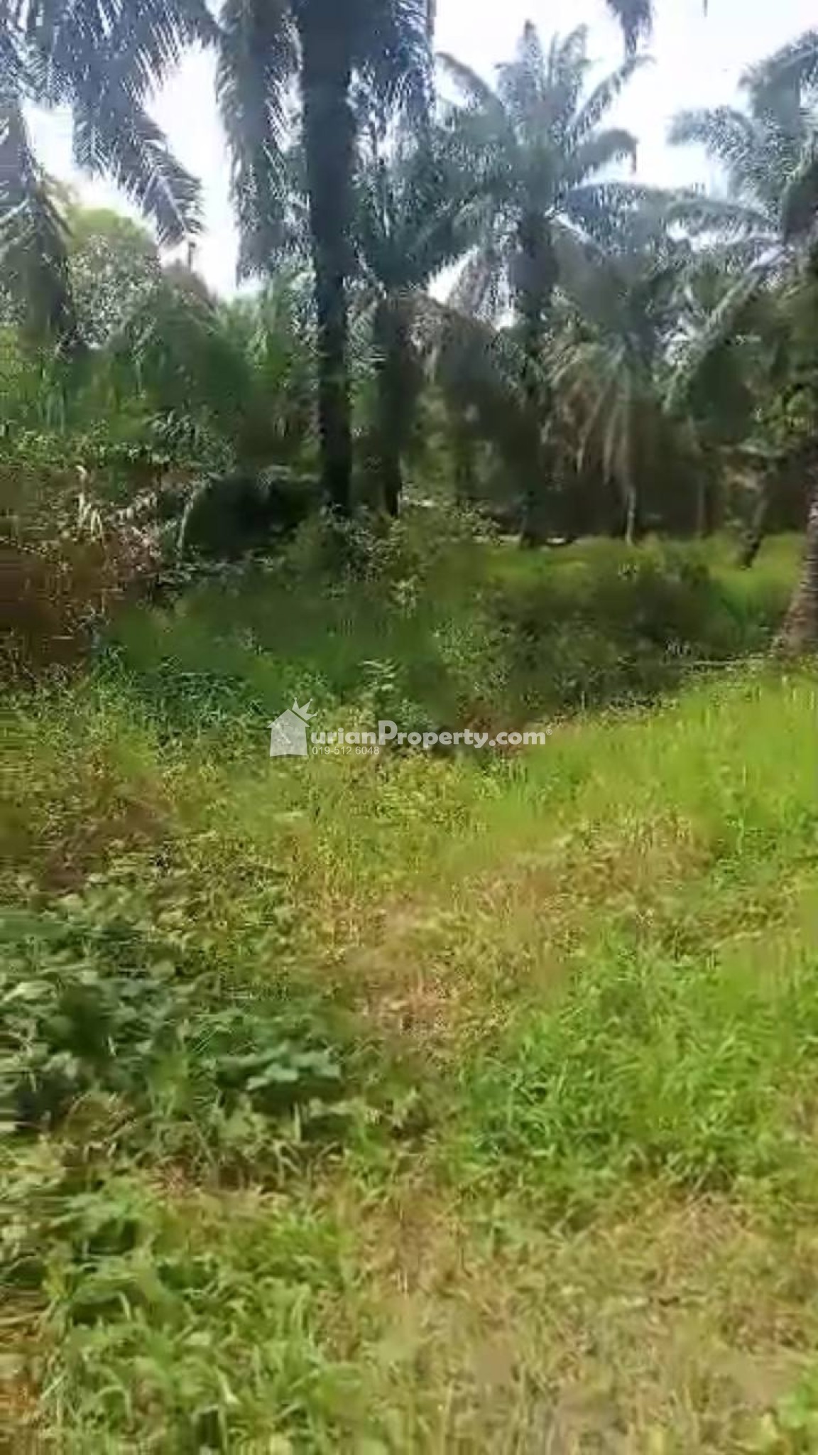 Agriculture Land For Sale at Teluk Intan