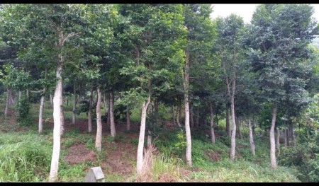 Agriculture Land For Sale at Perak