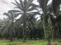 Agriculture Land For Sale at Kuala Ketil, Kedah