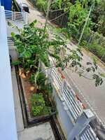 Terrace House For Sale at Abadi Heights, Puchong