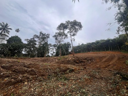 Agriculture Land For Rent at Hulu Langat