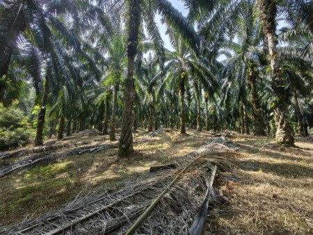 Agriculture Land For Sale at Benta