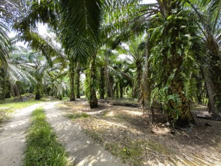 Agriculture Land For Sale at Kuala Pilah