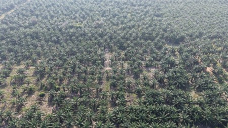 Agriculture Land For Sale at Kapar