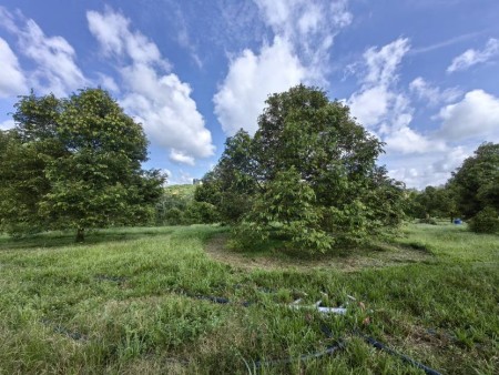 Agriculture Land For Sale at Padang Tengku