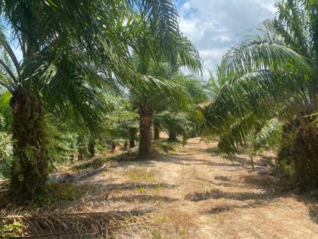 Agriculture Land For Sale at Mersing