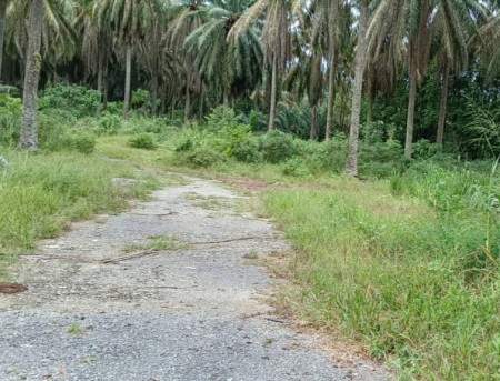 Agriculture Land For Sale at Bukit Mertajam
