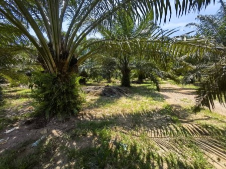 Agriculture Land For Sale at Jeram