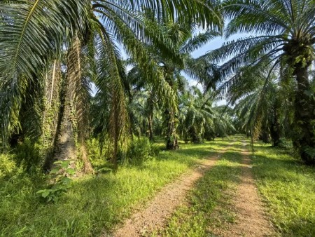 Agriculture Land For Sale at Jeram