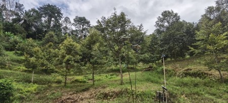 Agriculture Land For Sale at Tapah