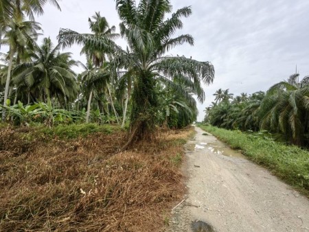 Agriculture Land For Sale at Tanjong Karang