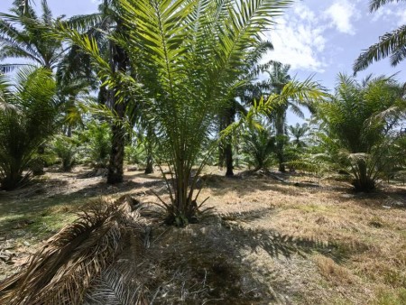 Agriculture Land For Sale at Triang