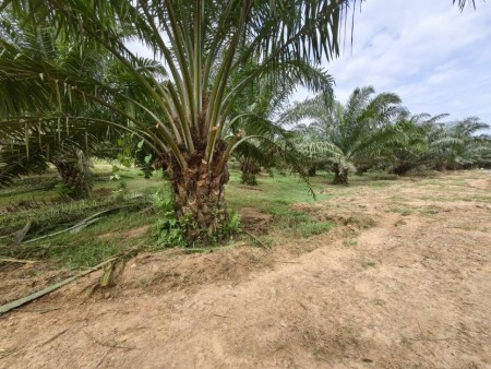 Agriculture Land For Sale at Ijok