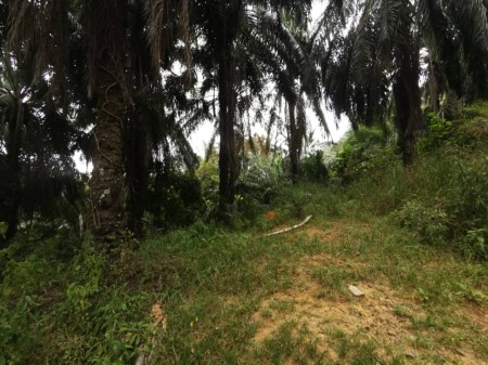 Agriculture Land For Sale at Triang