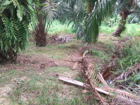 Agriculture Land For Sale at Telok Panglima Garang