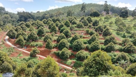 Agriculture Land For Sale at Kuala Kangsar