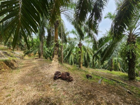 Agriculture Land For Sale at Kuala Lipis