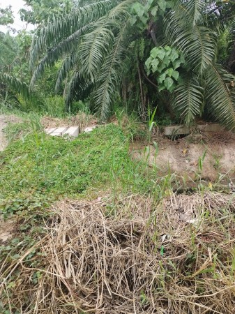 Agriculture Land For Sale at Telok Panglima Garang