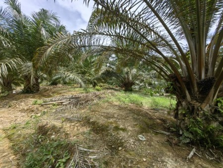 Agriculture Land For Sale at Kuala Lipis