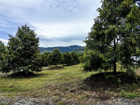 Agriculture Land For Sale at Kuala Pilah