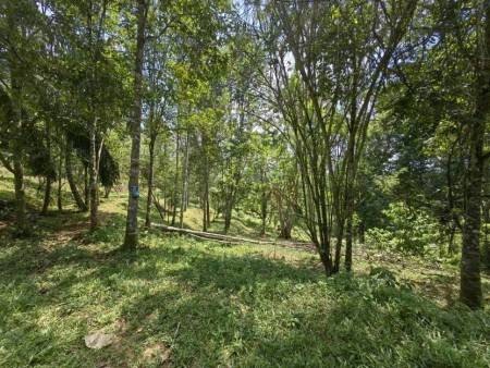 Agriculture Land For Sale at Kuala Lipis