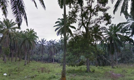 Agriculture Land For Sale at Batu Arang