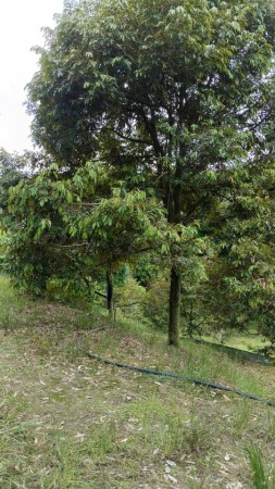 Agriculture Land For Sale at Raub