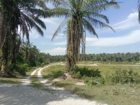 Agriculture Land For Sale at Tapah
