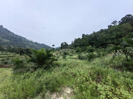 Agriculture Land For Sale at Jelebu