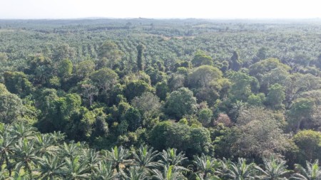 Agriculture Land For Sale at Temerloh