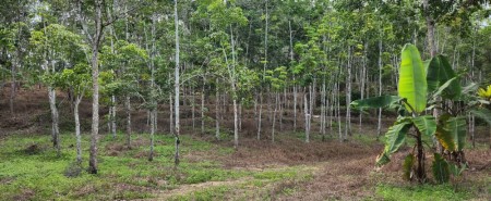 Agriculture Land For Sale at Kuala Klawang