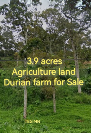 Agriculture Land For Sale at Melaka Tengah