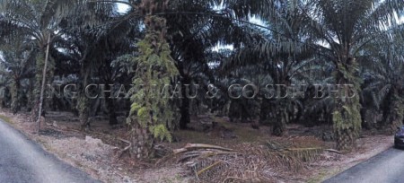 Agriculture Land For Auction at Parit Jawa