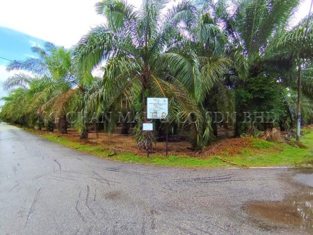 Agriculture Land For Auction at Parit Jawa