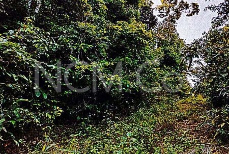 Agriculture Land For Auction at Lahad Datu