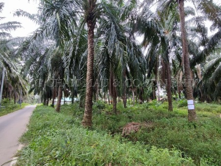 Agriculture Land For Auction at Kota Tinggi