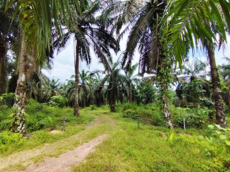 Agriculture Land For Auction at Batu Anam