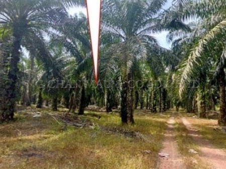 Industrial Land For Auction at Batu Anam