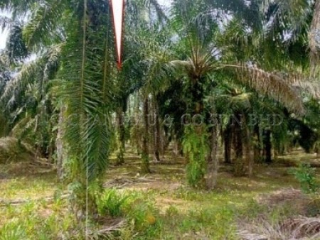 Agriculture Land For Auction at Batu Anam