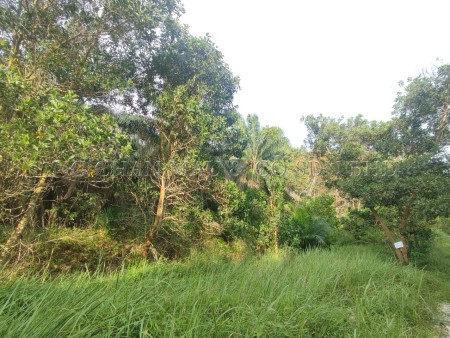 Agriculture Land For Auction at Sitiawan