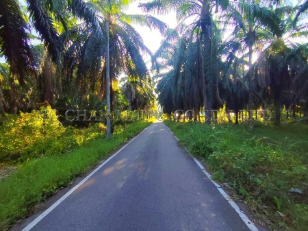 Agriculture Land for Auction