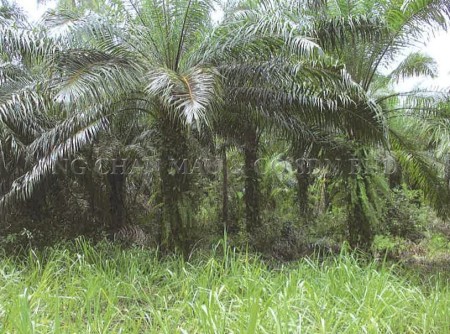 Agriculture Land for Auction