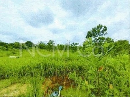 Agriculture Land for Auction