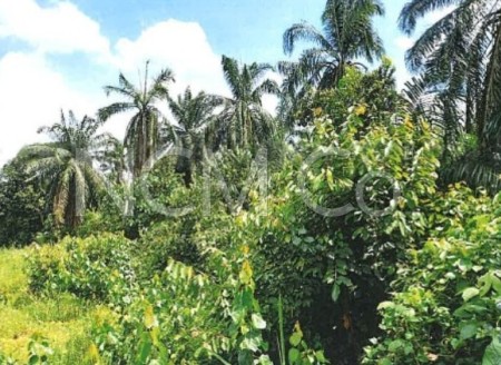 Agriculture Land For Auction at Jementah