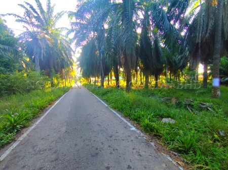 Agriculture Land For Auction at Pengerang