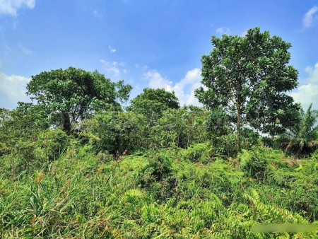 Agriculture Land For Auction at Taman Johan Setia