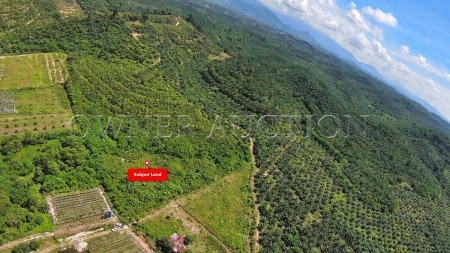 Agriculture Land For Auction at Raub