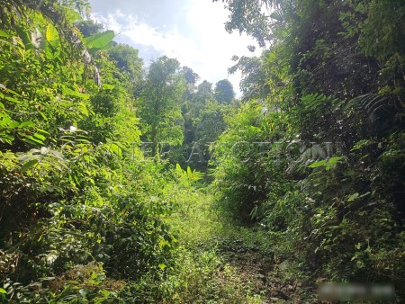 Agriculture Land For Auction at Padang Terap