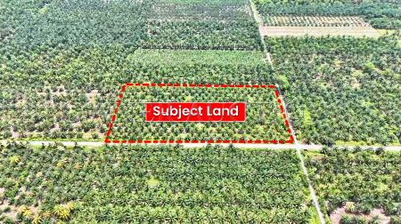 Agriculture Land For Auction at Sabak Bernam
