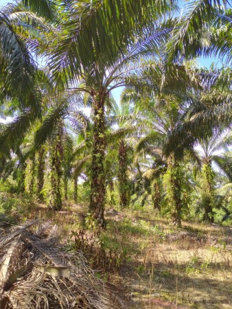 Agriculture Land For Sale at Kahang